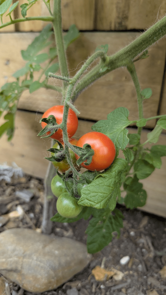 Close-up of a tomato plant featuring ripe red tomatoes and unripe green tomatoes against a wooden background.