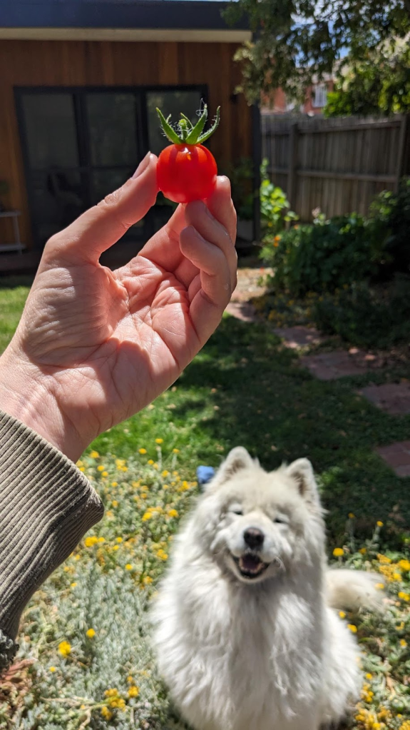 A hand holding a ripe cherry tomato in front of a smiling fluffy dog in a garden setting.