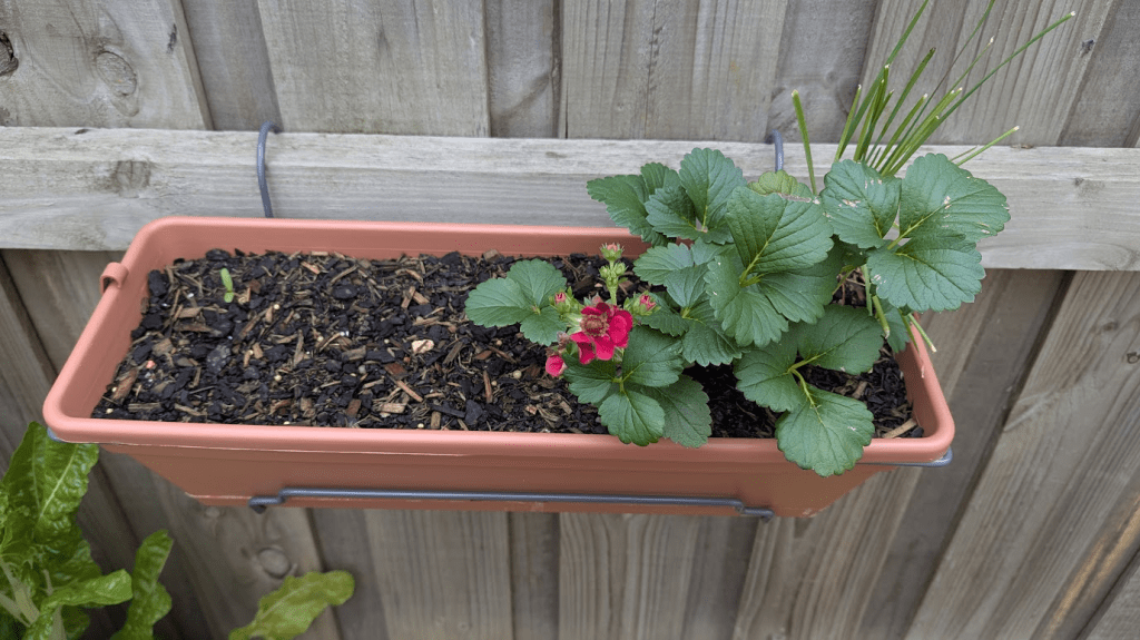 A hanging planter box with soil, featuring strawberry plants and chives, mounted on a wooden fence.