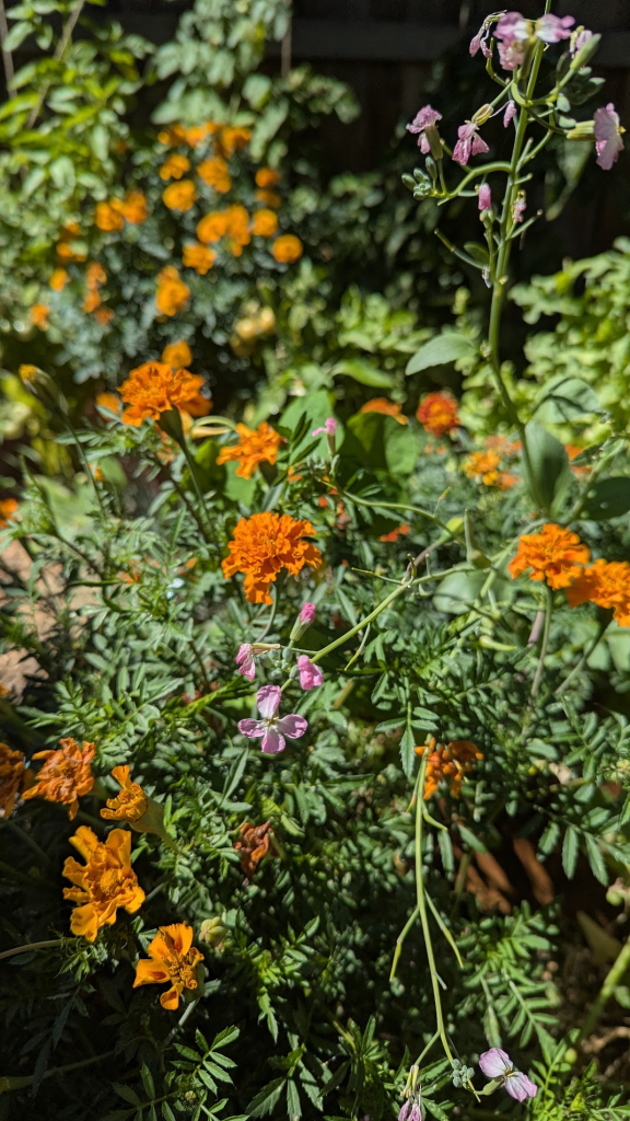 A vibrant garden scene featuring orange marigold flowers and delicate pink blooms among lush green foliage.