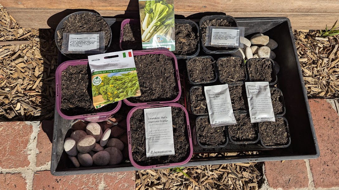 Seeds or Seedlings? How to Know Where to Start (and When to&nbsp;Transplant)