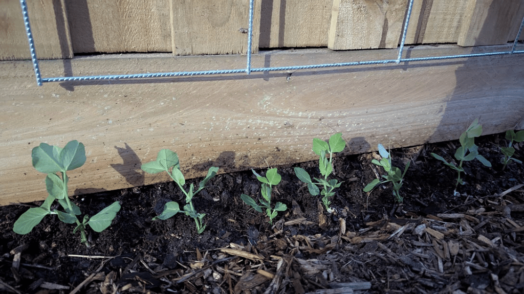 Young pea plants growing in soil along a wooden fence.