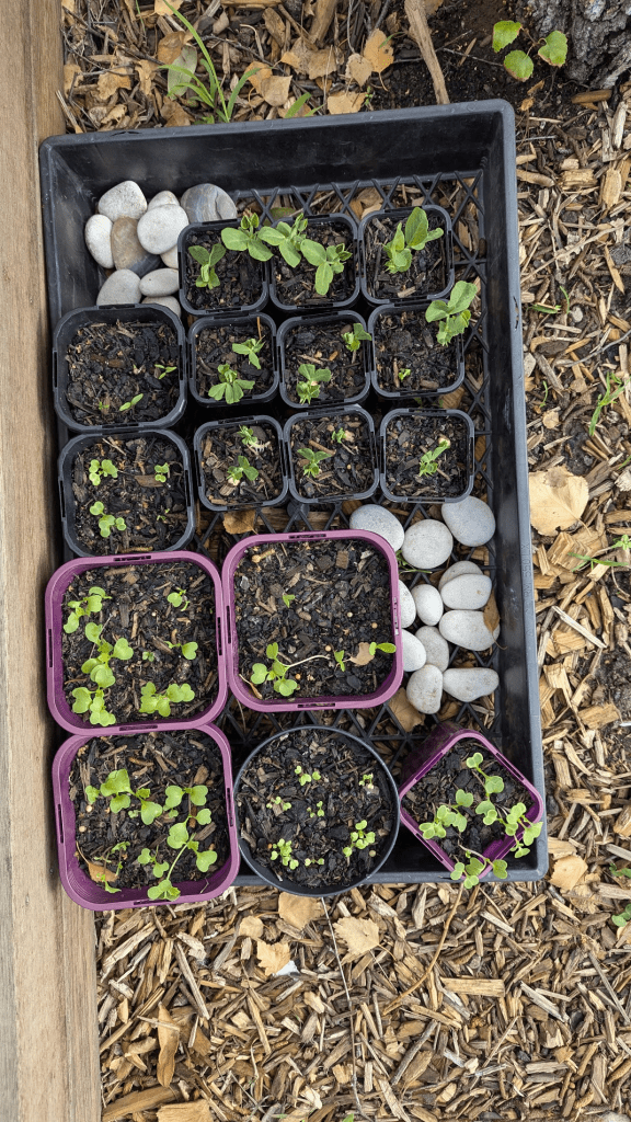 A collection of small potted plants in a black tray, with various sizes of planters containing young green sprouts, surrounded by pebbles on one side.