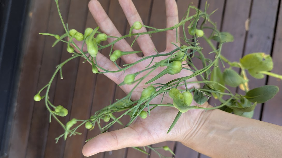 Wait – Radishes Do WHAT? A Very Unexpected&nbsp;Harvest