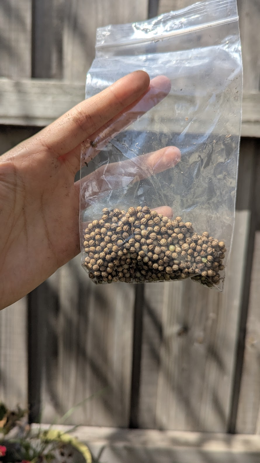 From Seed to Seed: The Most Satisfying Thing I’ve Done in the Garden This&nbsp;Year