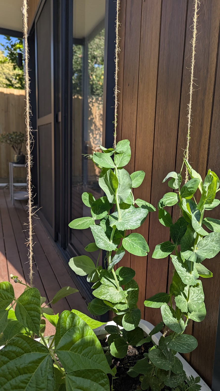 The $3 Trellis That Outperforms Everything Else in My&nbsp;Garden